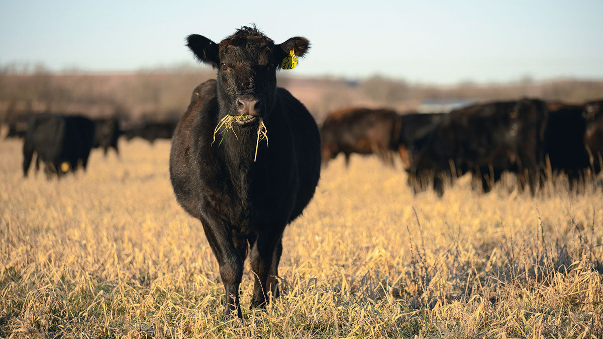 cow eating grass in a field